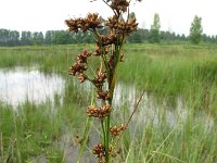 Cladium mariscus 4, Galigaan, Saxifraga-Rutger Barendse