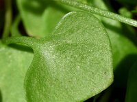 Claytonia perfoliata 16, Winterpostelein, Saxifraga-Sonja Bouwman