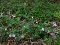 Claytonia sibirica 11, Roze winterpostelein, Saxifraga-Ed Stikvoort