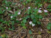 Claytonia sibirica 12, Roze winterpostelein, Saxifraga-Ed Stikvoort