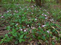 Claytonia sibirica 15, Roze winterpostelein, Saxifraga-Ed Stikvoort