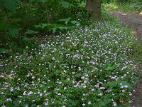 Claytonia sibirica 16, Roze winterpostelein, Saxifraga-Ed Stikvoort