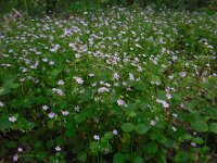 Claytonia sibirica 17, Roze winterpostelein, Saxifraga-Ed Stikvoort