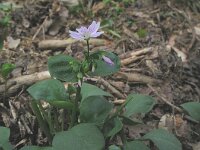 Claytonia sibirica 2, Roze winterpostelein, Saxifraga-Rutger Barendse