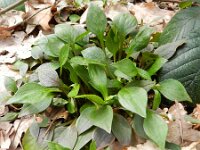 Claytonia sibirica 6, Roze winterpostelein, Saxifraga-Rutger Barendse