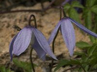 Clematis alpina