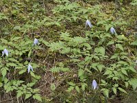 Clematis alpina 18, Saxifraga-Willem van Kruijsbergen