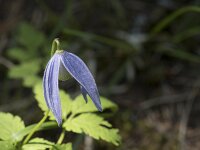 Clematis alpina 23, Saxifraga-Willem van Kruijsbergen