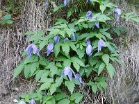 Clematis alpina 25, Saxifraga-Rutger Barendse