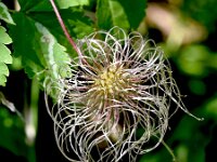 Clematis alpina 28, Saxifraga-Sonja Bouwman  Alpenbosrank - Clematis alpina - Ranunculaceae familie