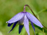 Clematis alpina 29, Saxifraga-Sonja Bouwman  Alpenbosrank - Clematis alpina - Ranunculaceae familie; Val Sinestra (Zw)