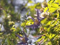 Clematis alpina 3, Foto Fitis-Sytske Dijksen