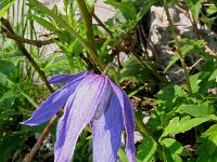 Clematis alpina 4, Saxifraga-Jasenka Topic