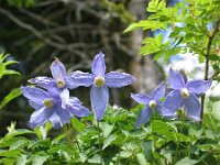 Clematis alpina 5, Saxifraga-Jasenka Topic