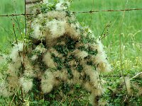 Clematis cirrhosa