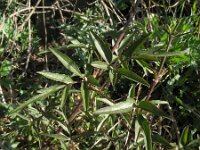 Clematis cirrhosa 5, Saxifraga-Rutger Barendse