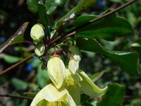 Clematis cirrhosa 8, Saxifraga-Ed Stikvoort
