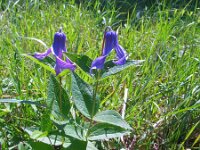 Clematis integrifolia