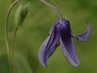 Clematis integrifolia 2, Saxifraga-Bas Klaver