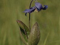 Clematis integrifolia 4, Saxifraga-Bas Klaver