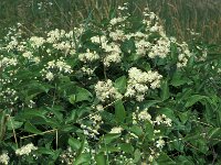 Clematis recta