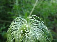 Clematis tangutica