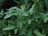 Clematis tangutica 3, Saxifraga-Rutger Barendse