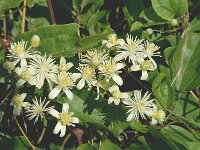 Clematis vitalba, Travellers Joy