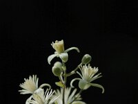 Clematis vitalba 10, Bosrank, Saxifraga-Bas Klaver