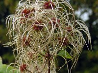 Clematis vitalba 16, Bosrank, Saxifraga-Ed Stikvoort