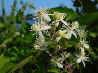 Clematis vitalba 19, Bosrank, Saxifraga-Ed Stikvoort