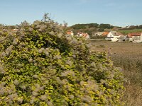 Clematis vitalba 24, Bosrank, Saxifraga-Jan van der Straaten