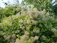 Clematis vitalba 30, Bosrank, Saxifraga-Tom Heijnen