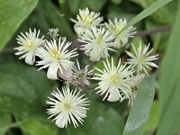Clematis vitalba 40, Bosrank, Saxifraga-Tom Heijnen