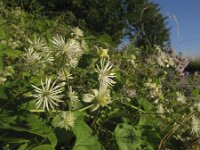 Clematis vitalba 5, Bosrank, Saxifraga-Rob Felix : Plantae, Plants, planten