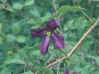 Clematis viticella