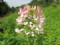 Cleome hassleriana