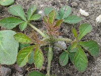 Cleome hassleriana 3, Saxifraga-Rutger Barendse