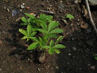 Cleome hassleriana 4, Saxifraga-Rutger Barendse