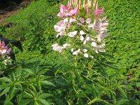 Cleome hassleriana 5, Saxifraga-Rutger Barendse
