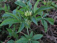 Cleome hassleriana 6, Saxifraga-Rutger Barendse