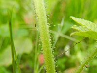 Cleome houtteana 11, Saxifraga-Rutger Barendse