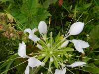 Cleome houtteana 13, Saxifraga-Rutger Barendse