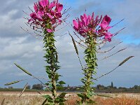 Cleome houtteana 4, Saxifraga-Ed Stikvoort