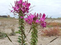 Cleome houtteana 8, Saxifraga-Ed Stikvoort