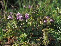 Cleonia lusitanica