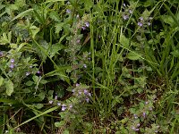 Clinopodium acinos 2, Kleine steentijm, Saxifraga-Ed Stikvoort