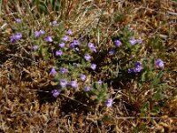 Clinopodium acinos 3, Kleine steentijm, Saxifraga-Ed Stikvoort