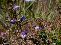 Clinopodium acinos 8, Kleine steentijm, Saxifraga-Ed Stikvoort
