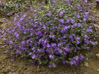 Clinopodium alpinum